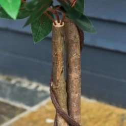 Arbre Artificiel Plante Artificiel Ficus Hauteur 1,2 M Tronc Branches Liane Lichen Feuilles Grand Réalisme Pot Inclus -Vous ne pouvez pas battre les meubles. 2082ee41f84c0d4236f1b55df66ae8da none b43a51c1962602d8bf86e87a480c8e96 b43a51c