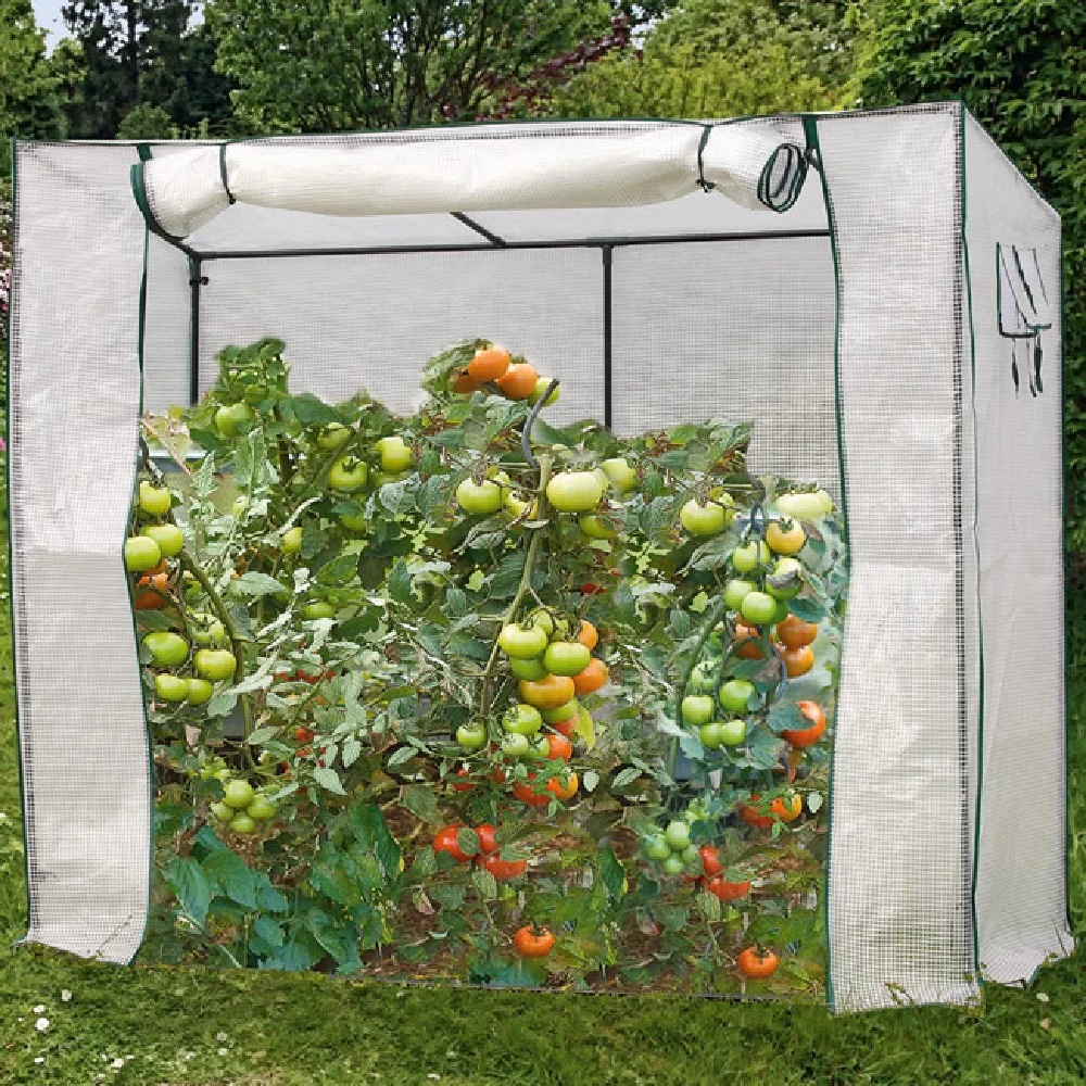 Serre à Tomates En Métal Avec Housse En Plastique 1 Serre à Tomates En Métal Avec Housse En Plastique